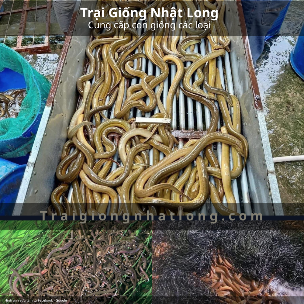 Con lươn và giá trị kinh tế