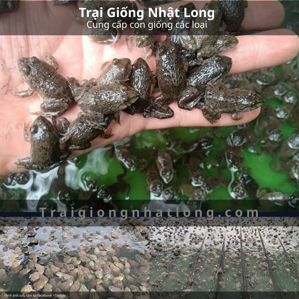 Mua ếch giống ở đâu uy tín