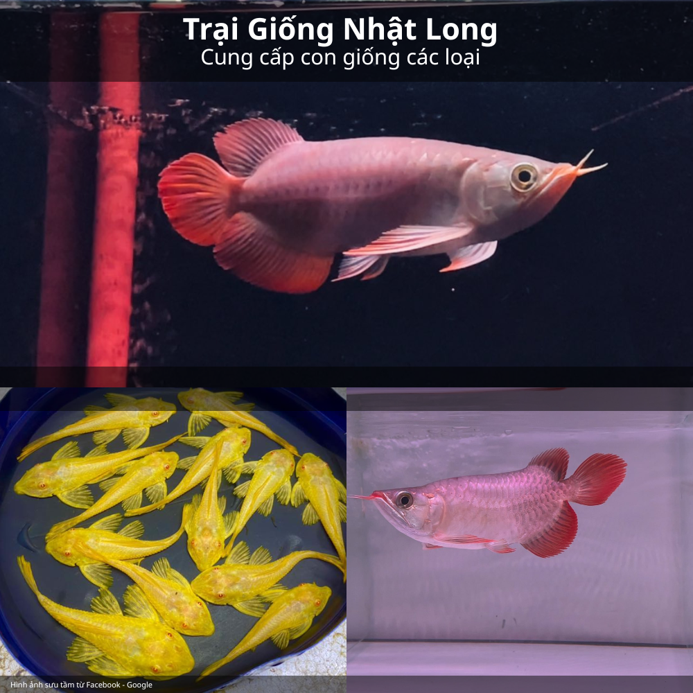Kinh nghiệm mua cá cảnh