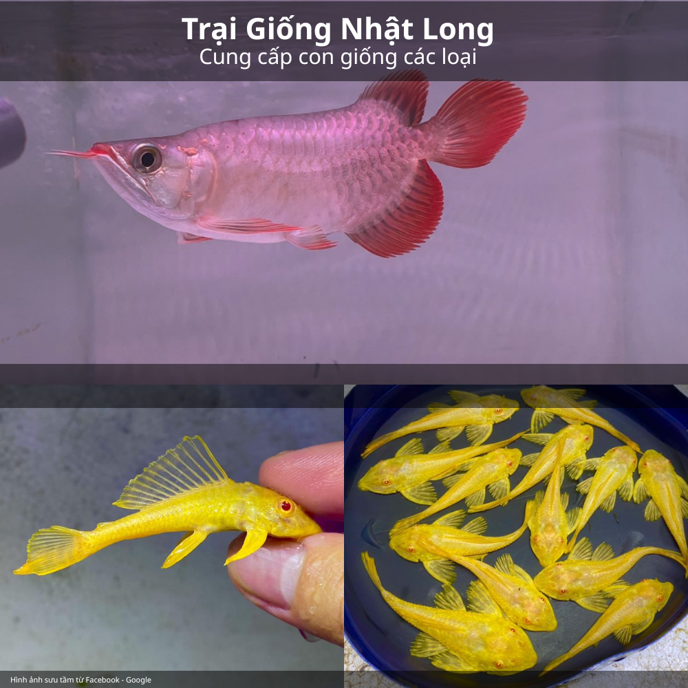 Cá cảnh giống chất lượng