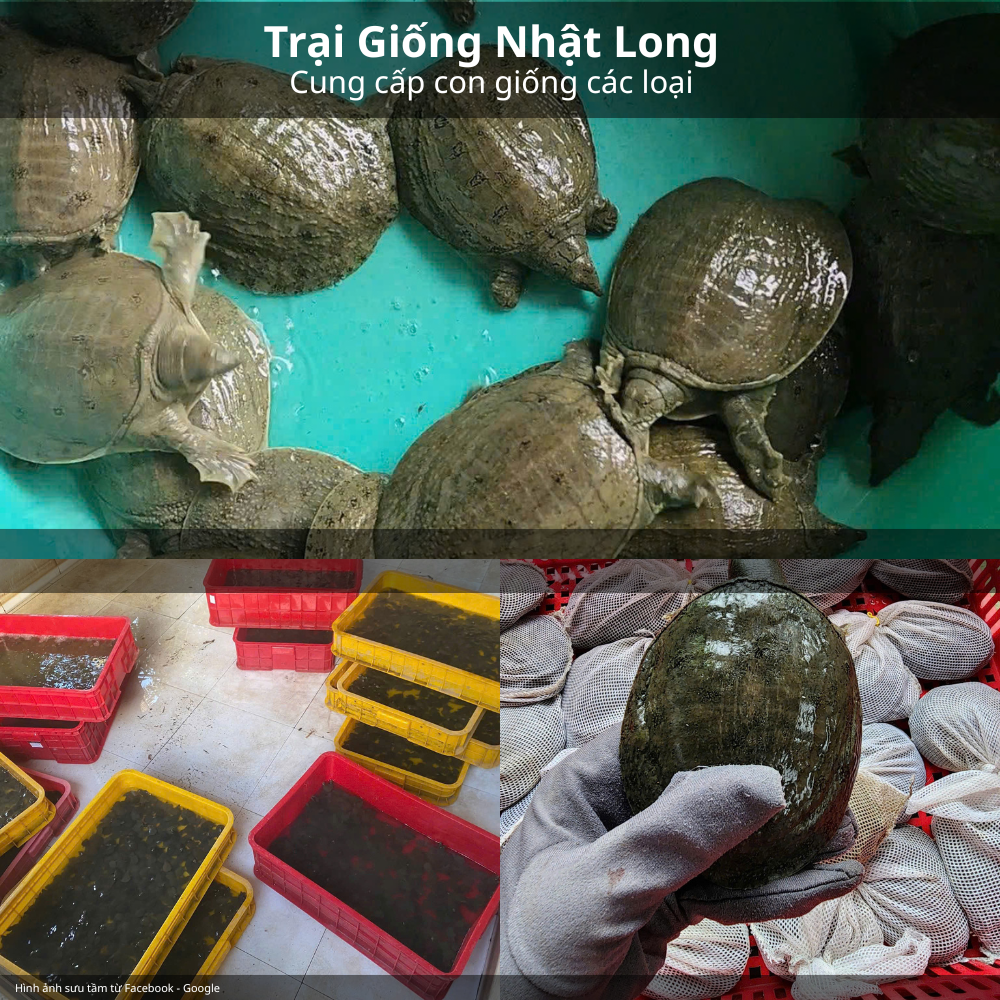 Thị trường tiêu thụ baba thương phẩm