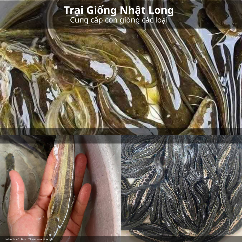 Kinh nghiệm mua cá giống giá rẻ