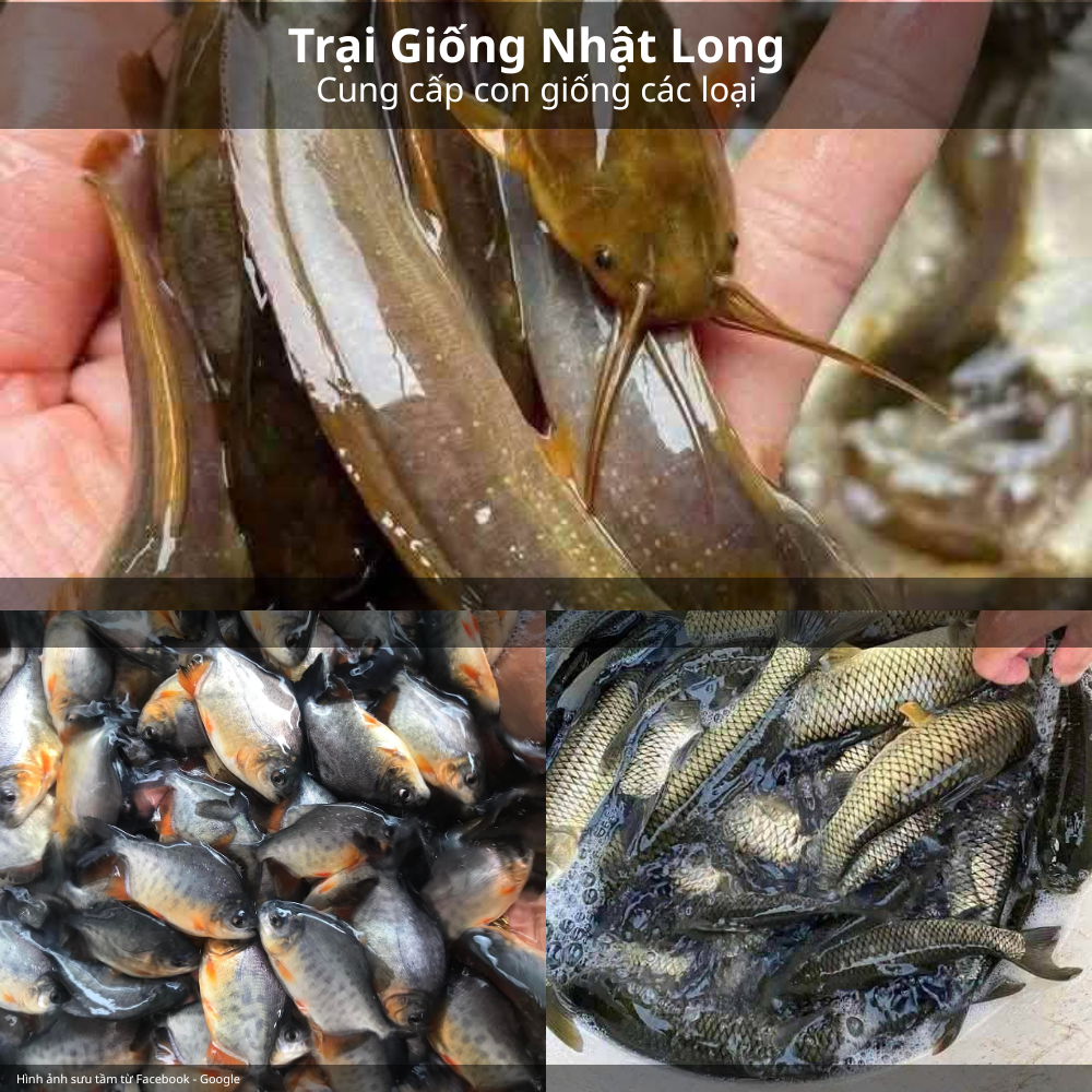 Kỹ thuật chọn và nuôi cá giống