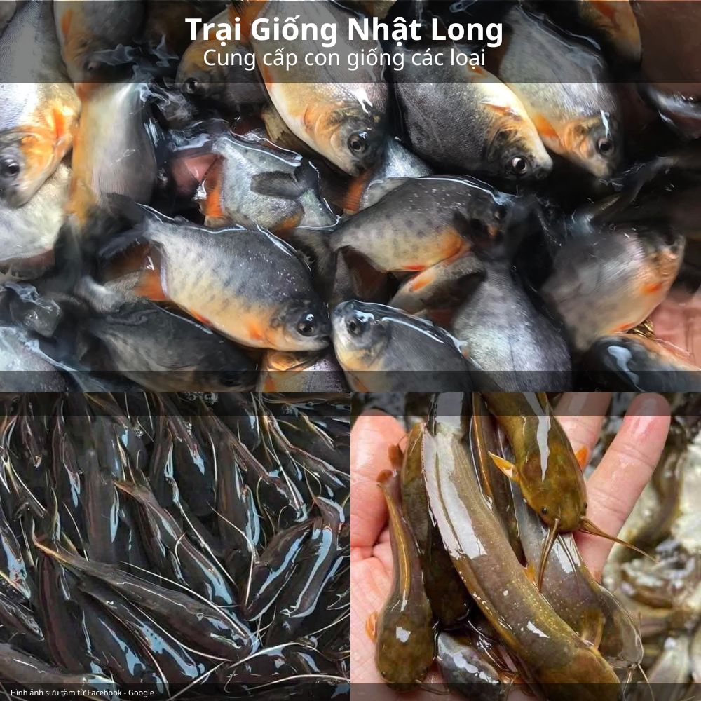 Các loại cá giống phổ biến