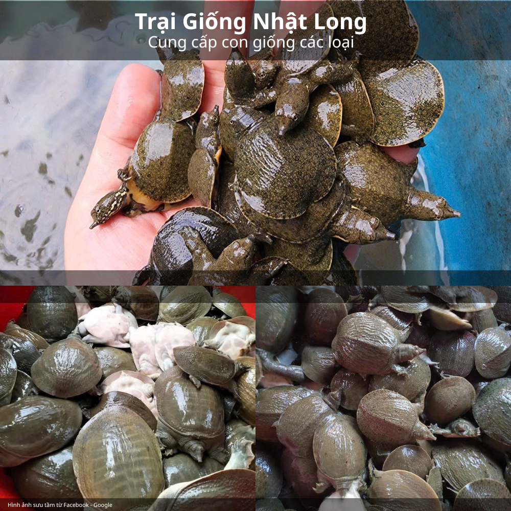 Kinh nghiệm mua baba giống