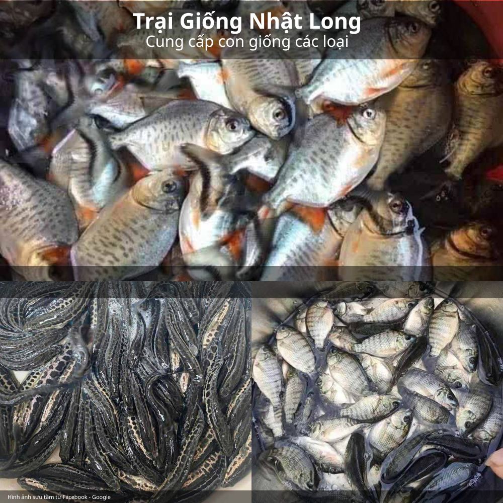 Mua cá giống tại Trại Giống Nhật Long