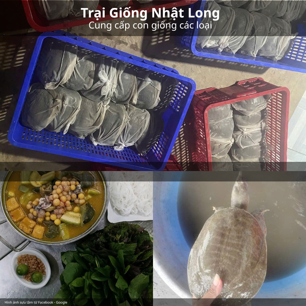 Lợi ích khi nuôi baba từ giống giá rẻ