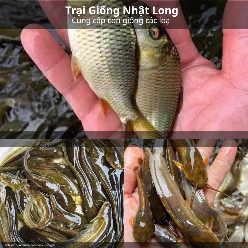 Cá giống và vai trò trong nuôi thủy sản