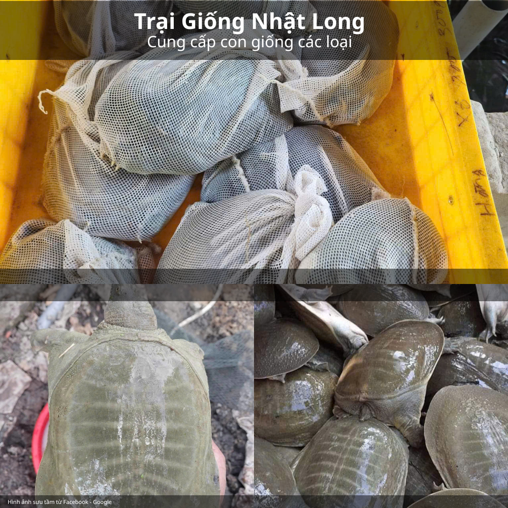 Baba Thương Phẩm