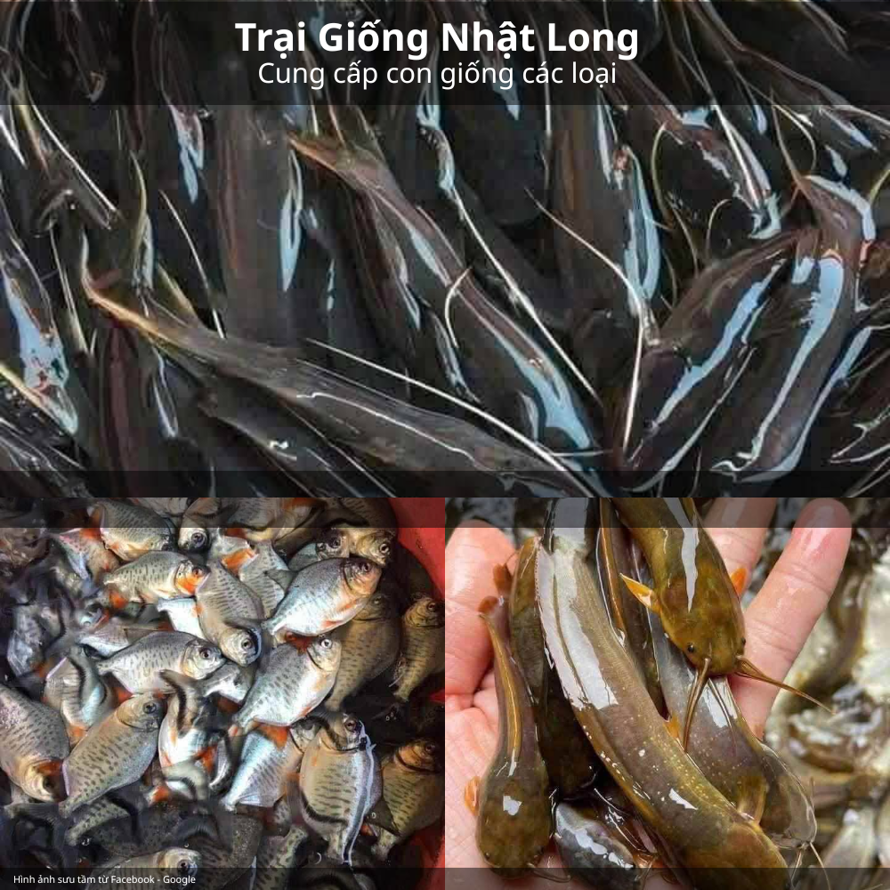 Nuôi cá từ cá giống