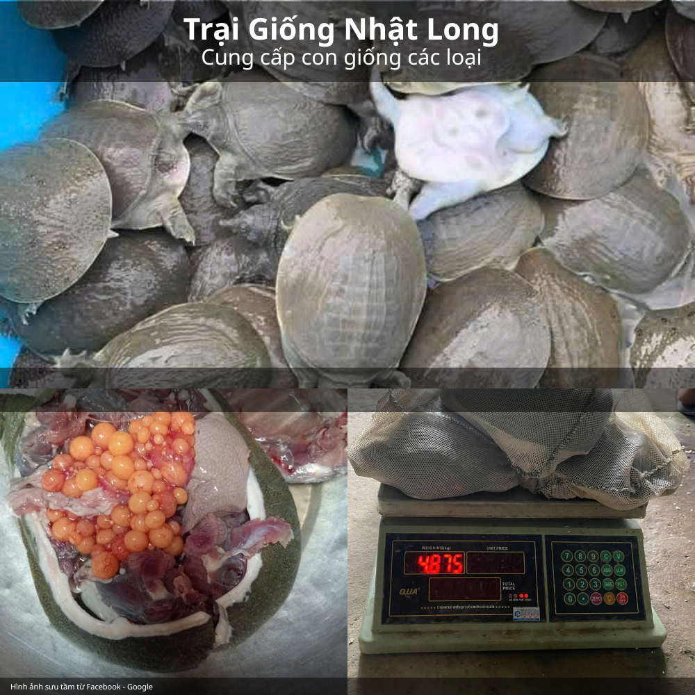 Baba giống giá rẻ – Giải pháp kinh tế cho người nuôi thủy sản