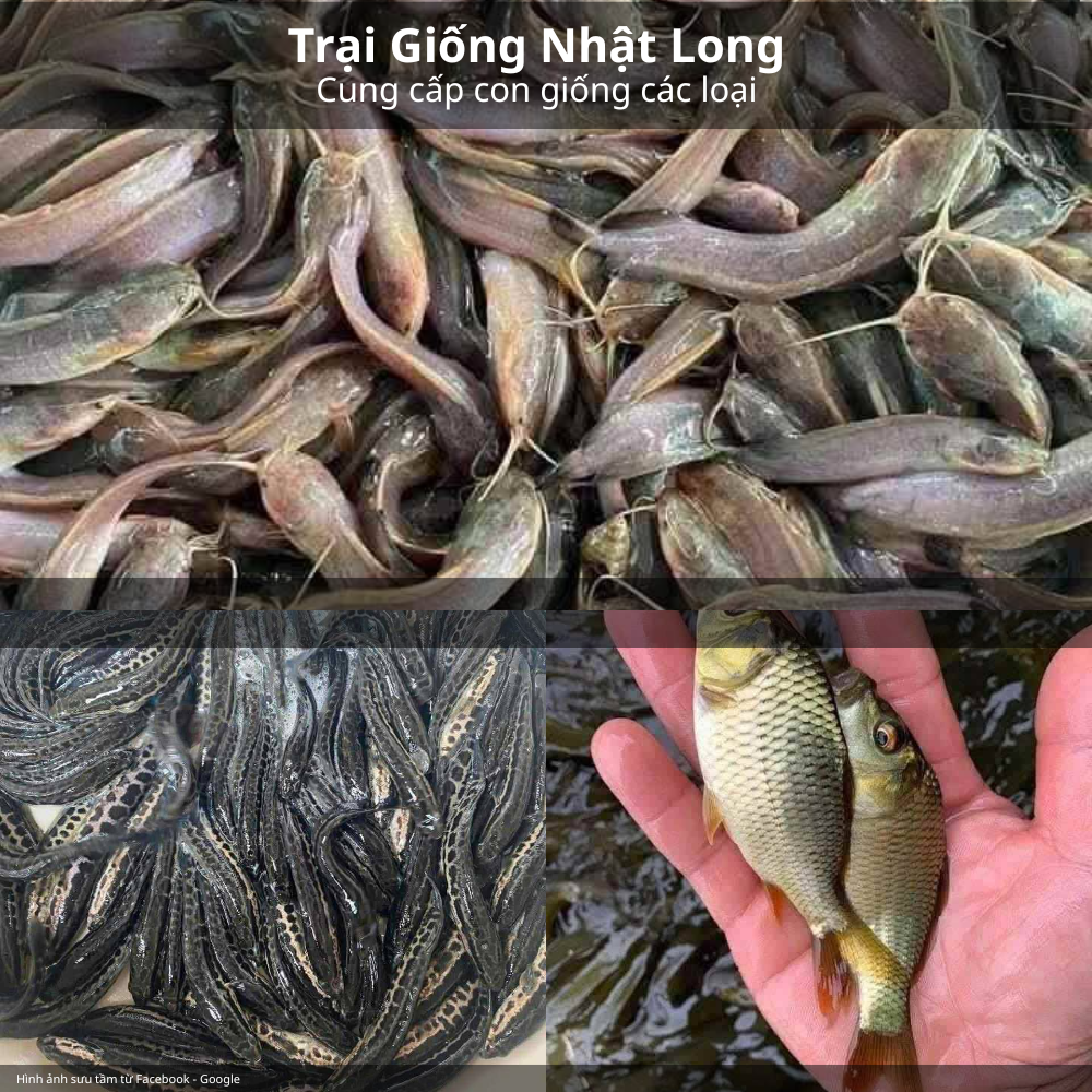 Thị trường tiêu thụ cá thương phẩm