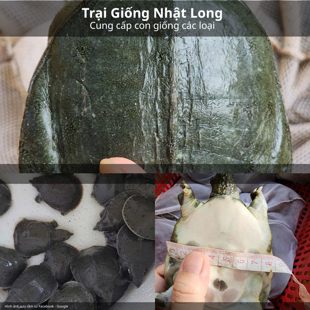 Nguồn baba giống chất lượng