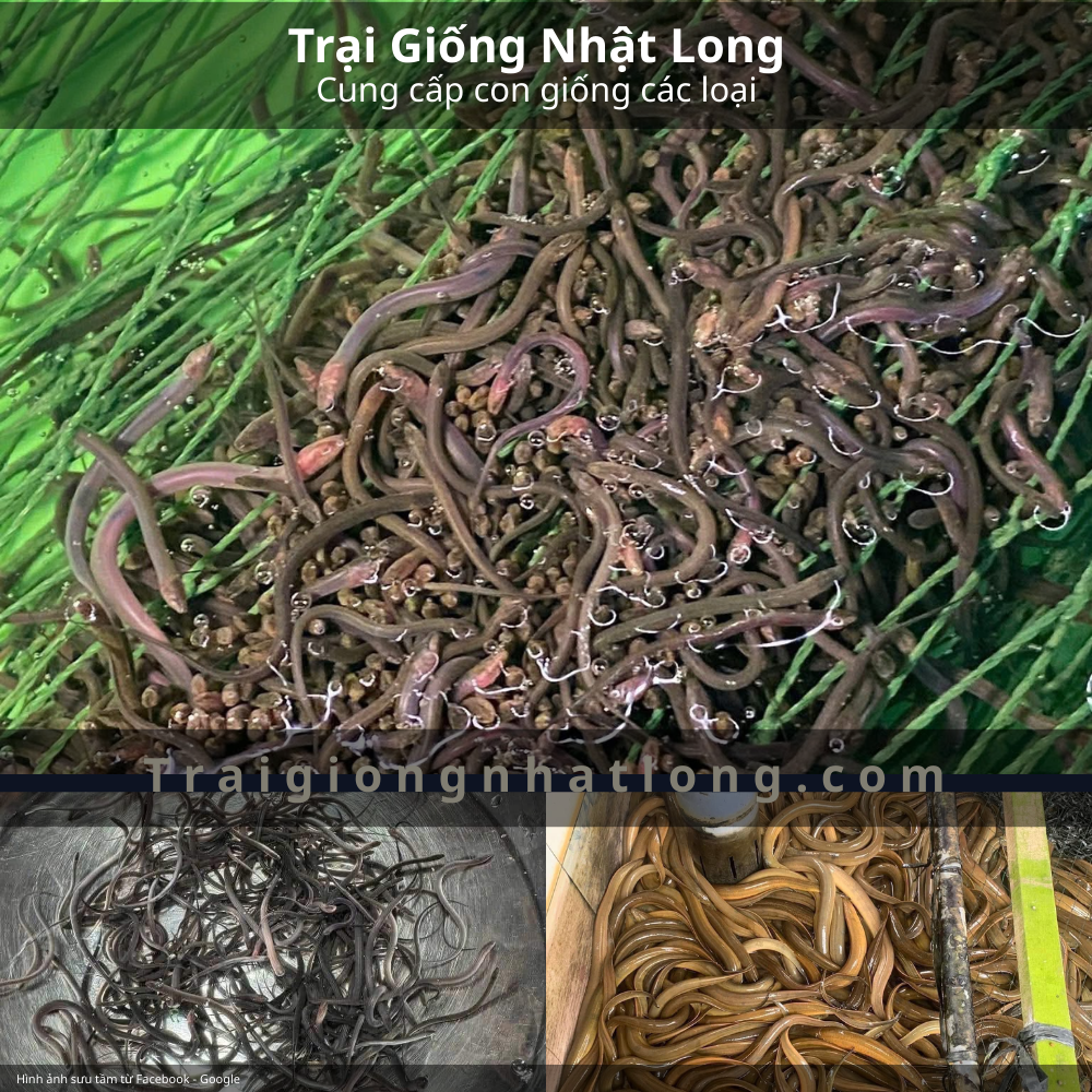 Chọn mua lươn giống tại Trại Giống Nhật Long