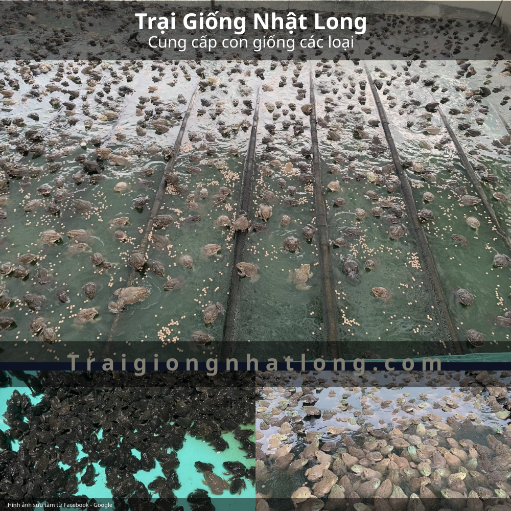 Hiệu quả kinh tế khi nuôi ếch