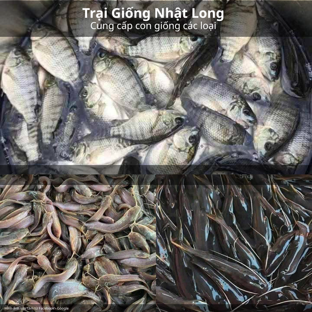 Các loại cá giống phổ biến