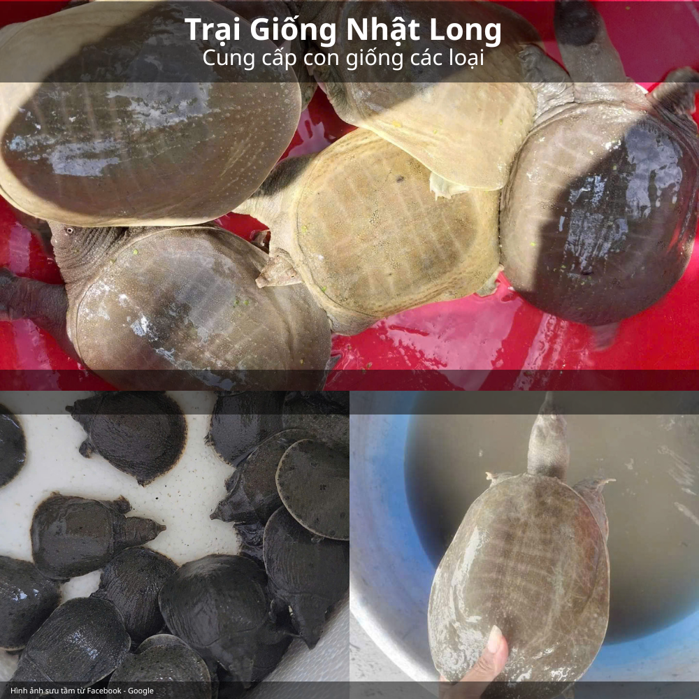 Ba Ba Giống