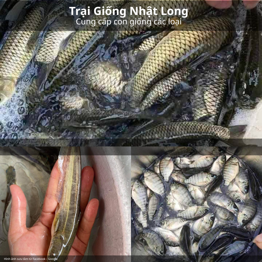 Cá Giống Các Loại
