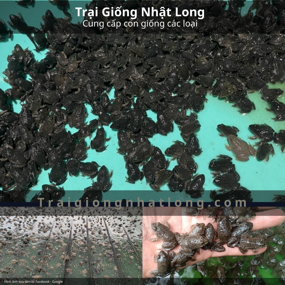 Kỹ thuật chọn và thả ếch giống
