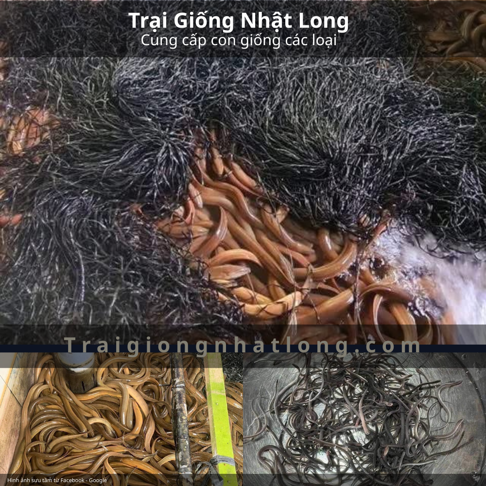 Kinh nghiệm mua lươn giống giá rẻ