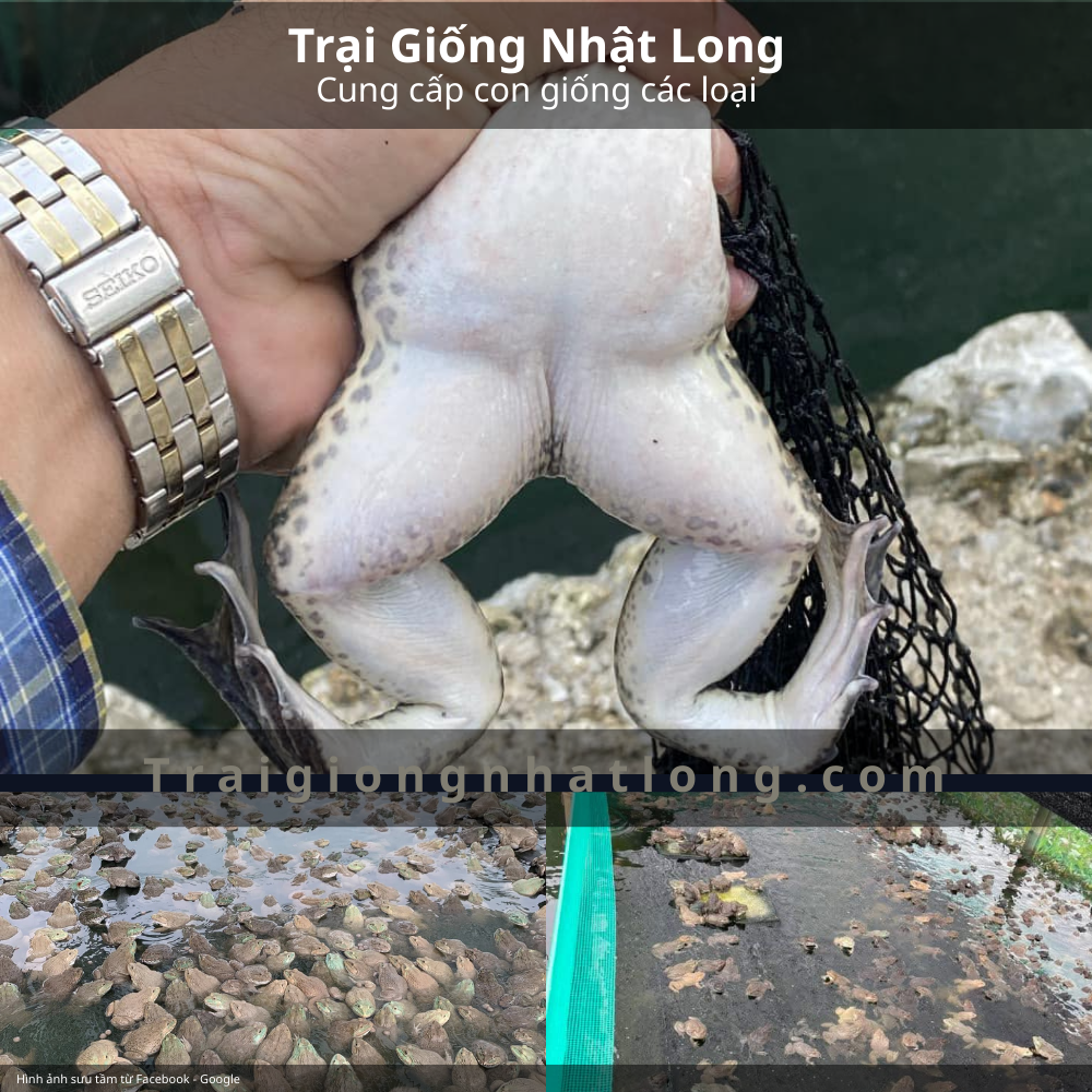 Thị trường tiêu thụ ếch giống