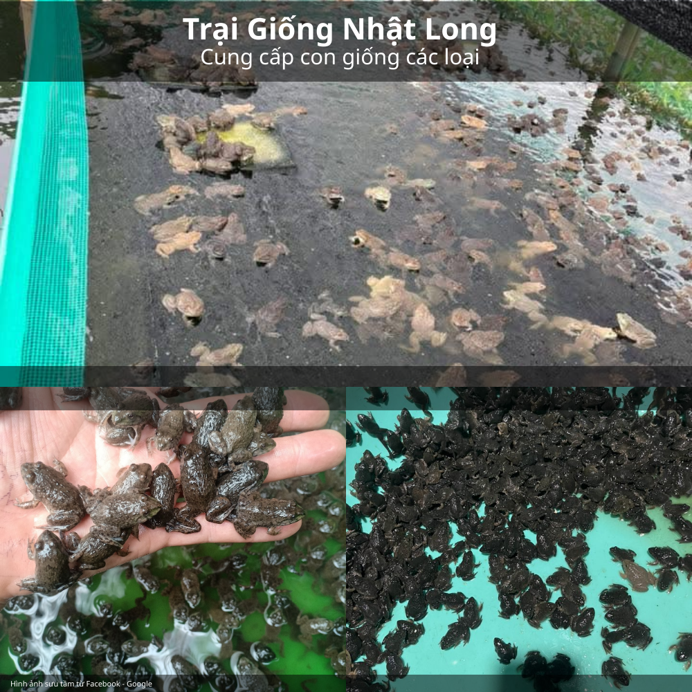 Giá trị dinh dưỡng của ếch