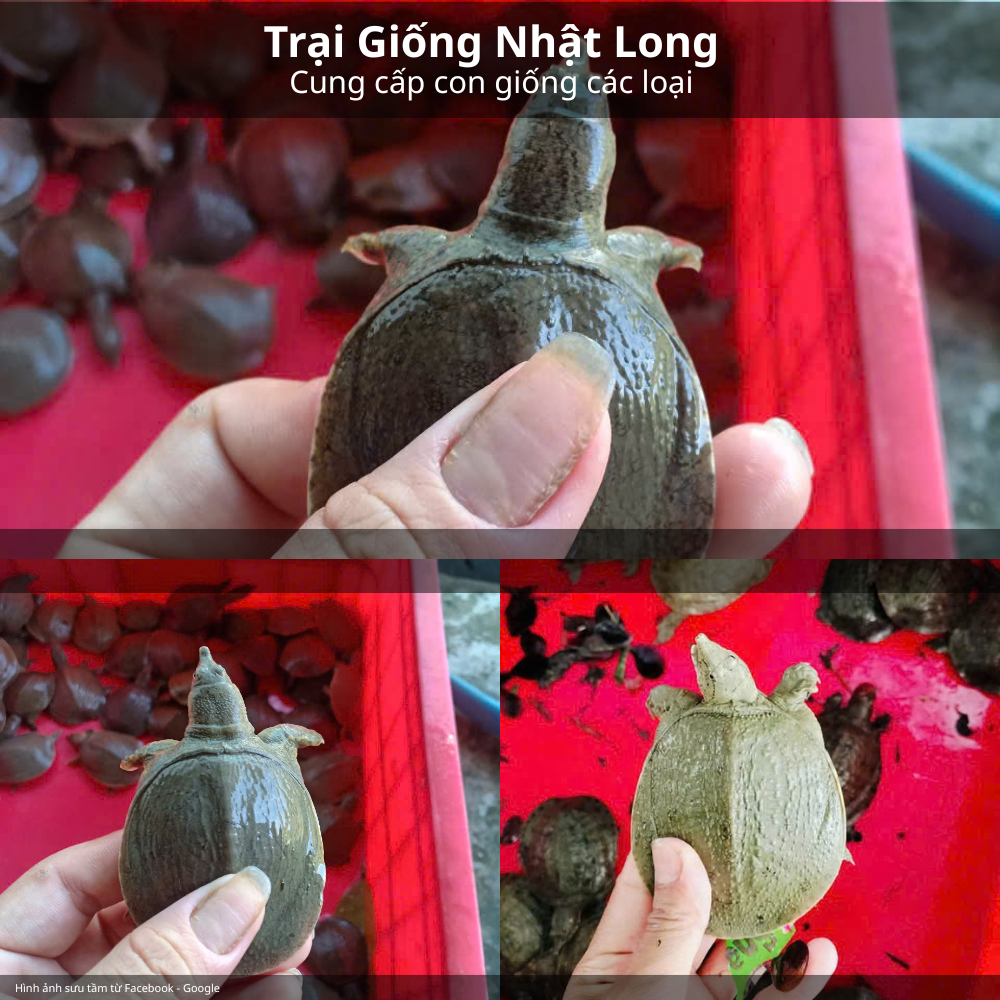 Theo dõi đàn baba, tách riêng con yếu để chăm só