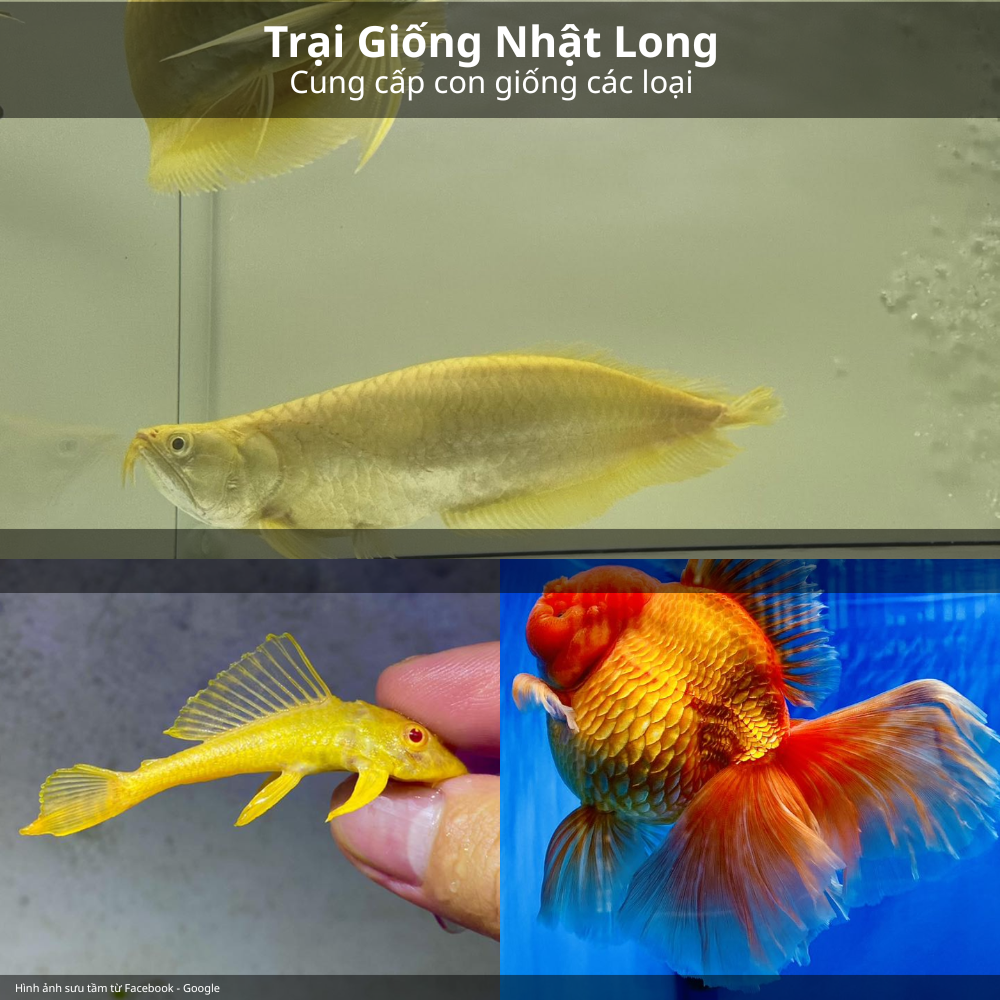 Cá cảnh giống