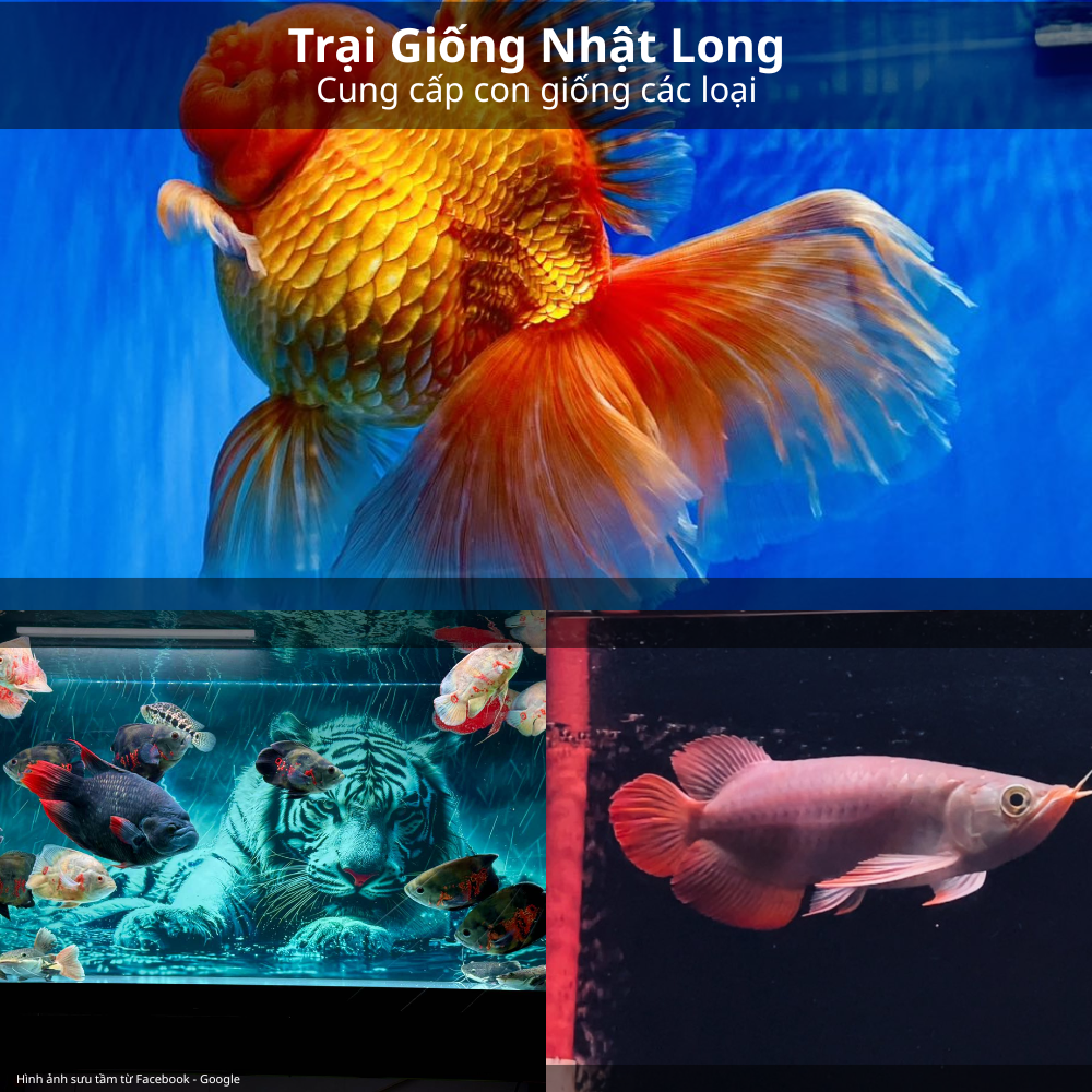 Cá cảnh giống tại Trại Giống Nhật Long