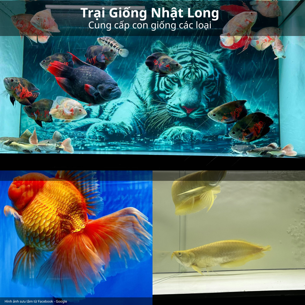 Các loại cá cảnh giống phổ biến
