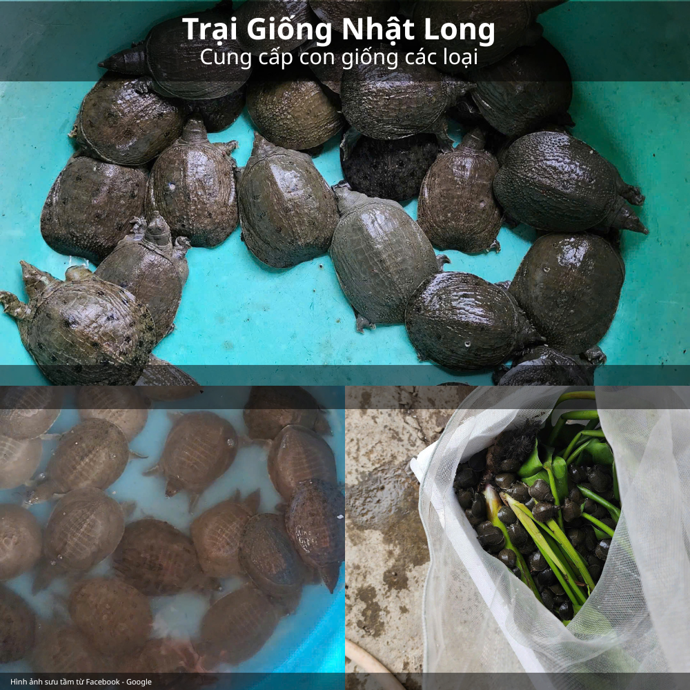 Kỹ thuật nuôi baba để đạt thương phẩm