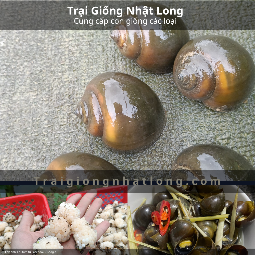 Ốc bươu ta (ốc nhồi, ốc bươu đen)
