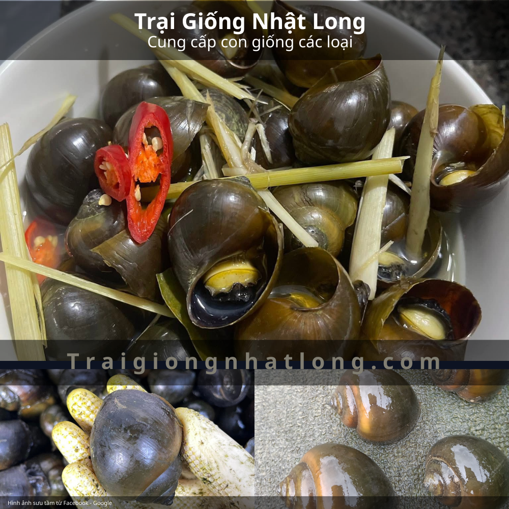 Nguồn Con Giống Chất Lượng Cho Người Nuôi Thủy Sản