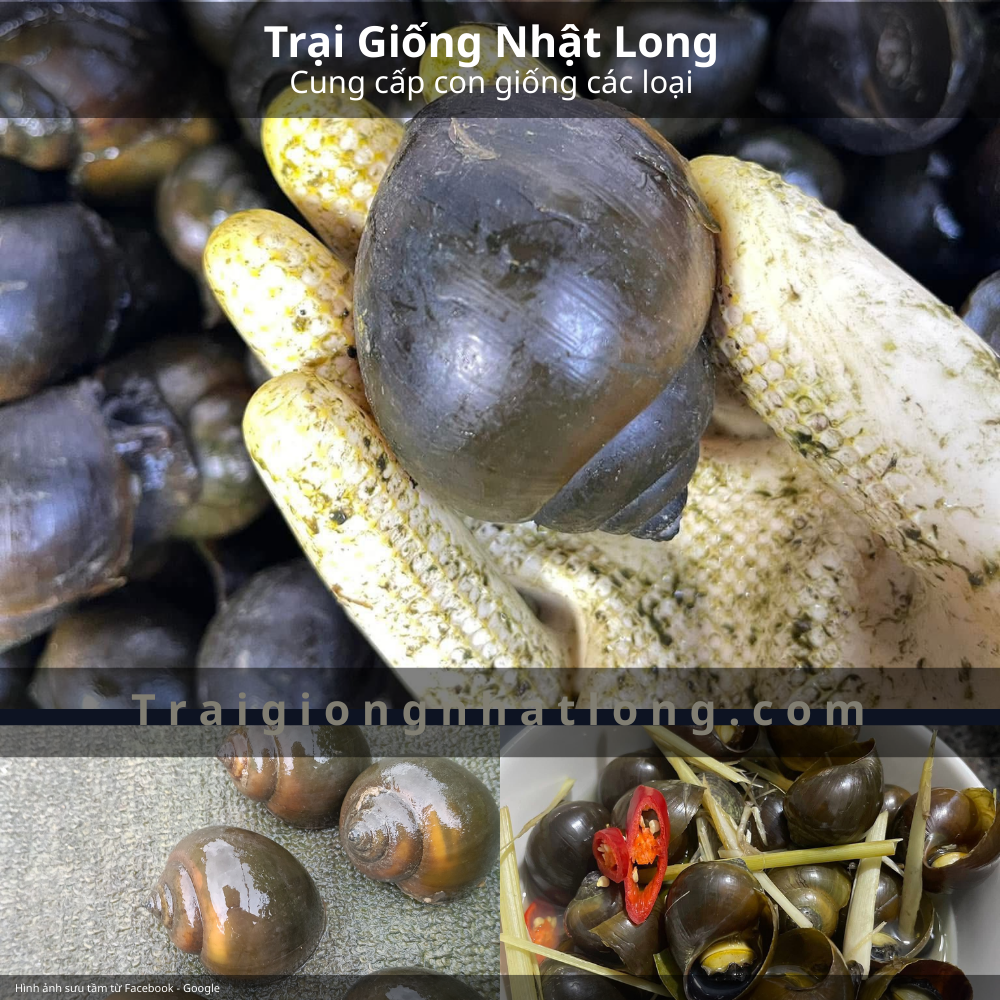 Hiệu quả kinh tế khi nuôi ốc giống đến thương phẩm