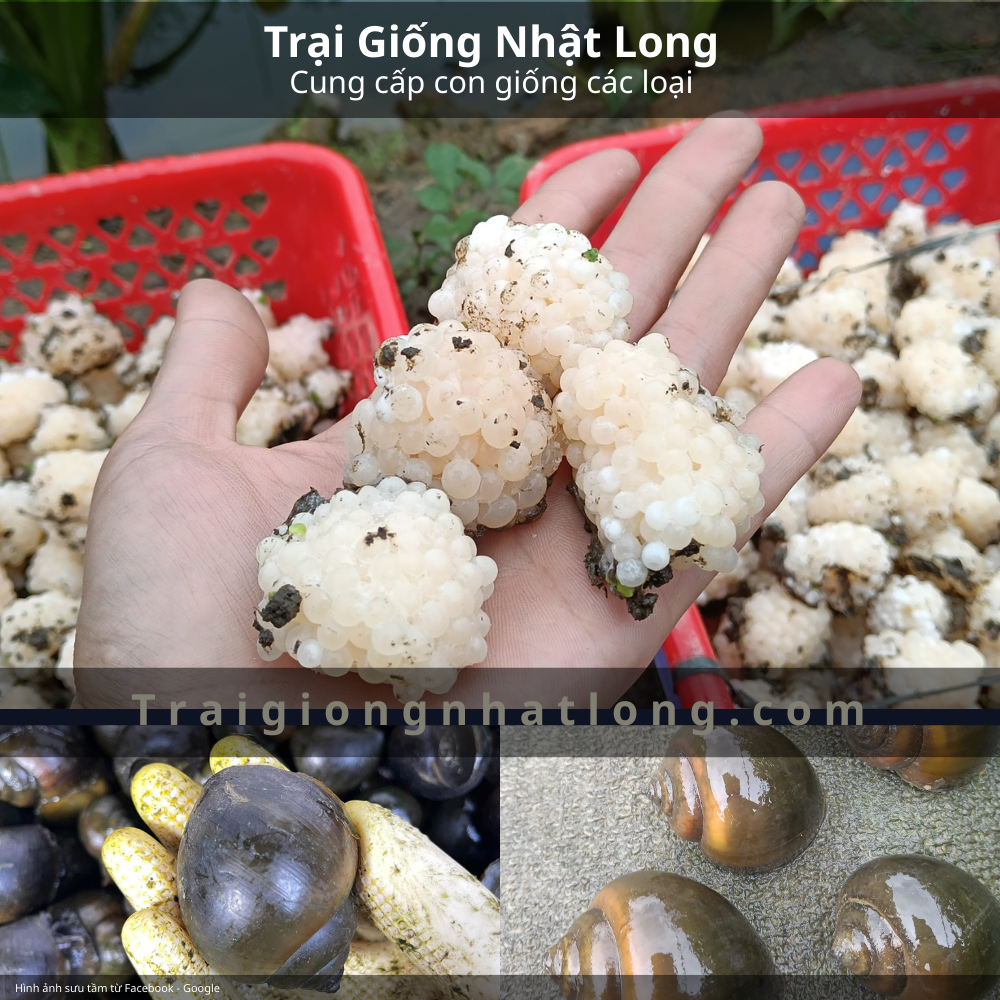 Giá trị dinh dưỡng và thị trường tiêu thụ