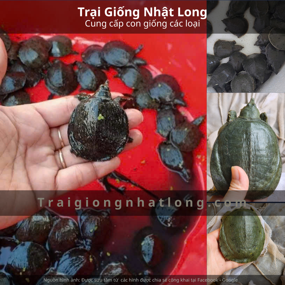 Tổng quan về con baba
