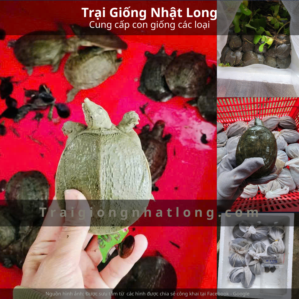 Lợi ích kinh tế khi nuôi baba