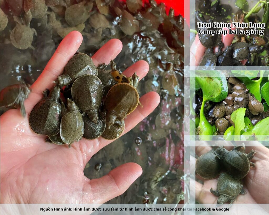 Trại giống Nhật Long – đơn vị chuyên cung cấp giống baba chất lượng cao, giao hàng toàn quốc