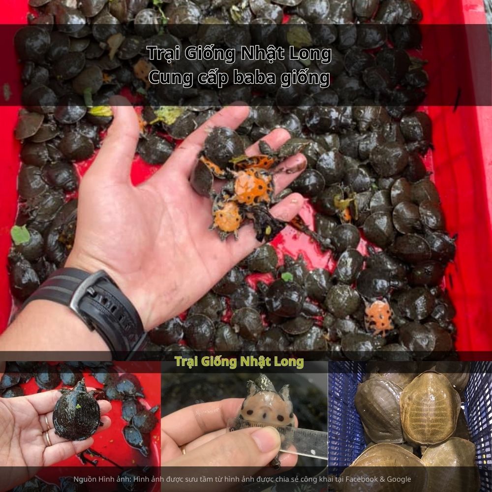 Mô hình nuôi baba giống tại Lâm Đồng đã bắt đầu được nhiều hộ dân quan tâm nhờ hiệu quả kinh tế cao.