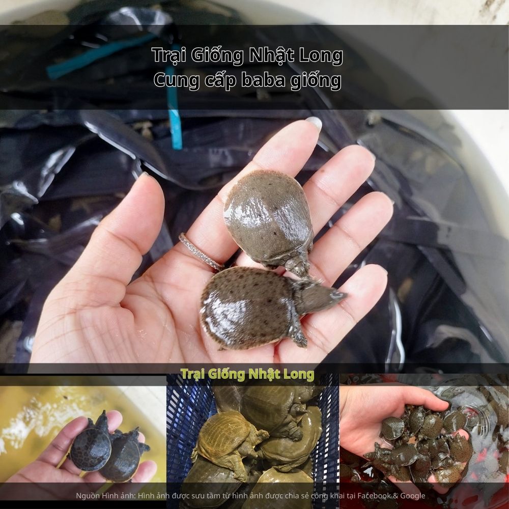 Giá bán baba thương phẩm hiện dao động từ 250.000 – 400.000 đồng/kg