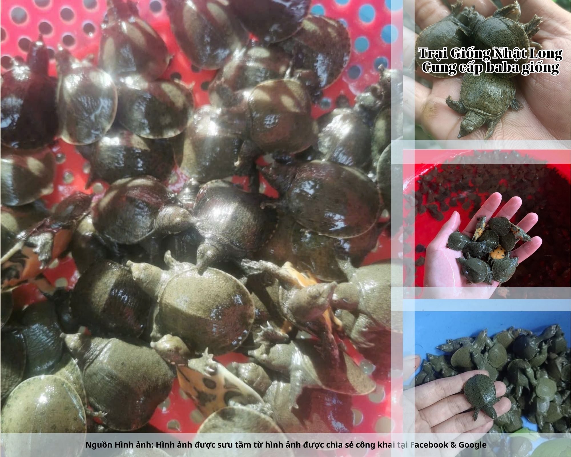 Nghề nuôi baba giống Thái Bình không chỉ giúp bà con tăng thu nhập, cải thiện đời sống mà còn góp phần phát triển ngành thủy sản bền vững của tỉnh