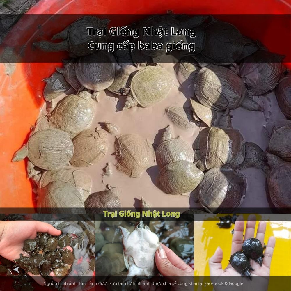 Trại Giống Nhật Long – đơn vị chuyên cung cấp baba giống Bình Phước và nhiều loại thủy sản khác.