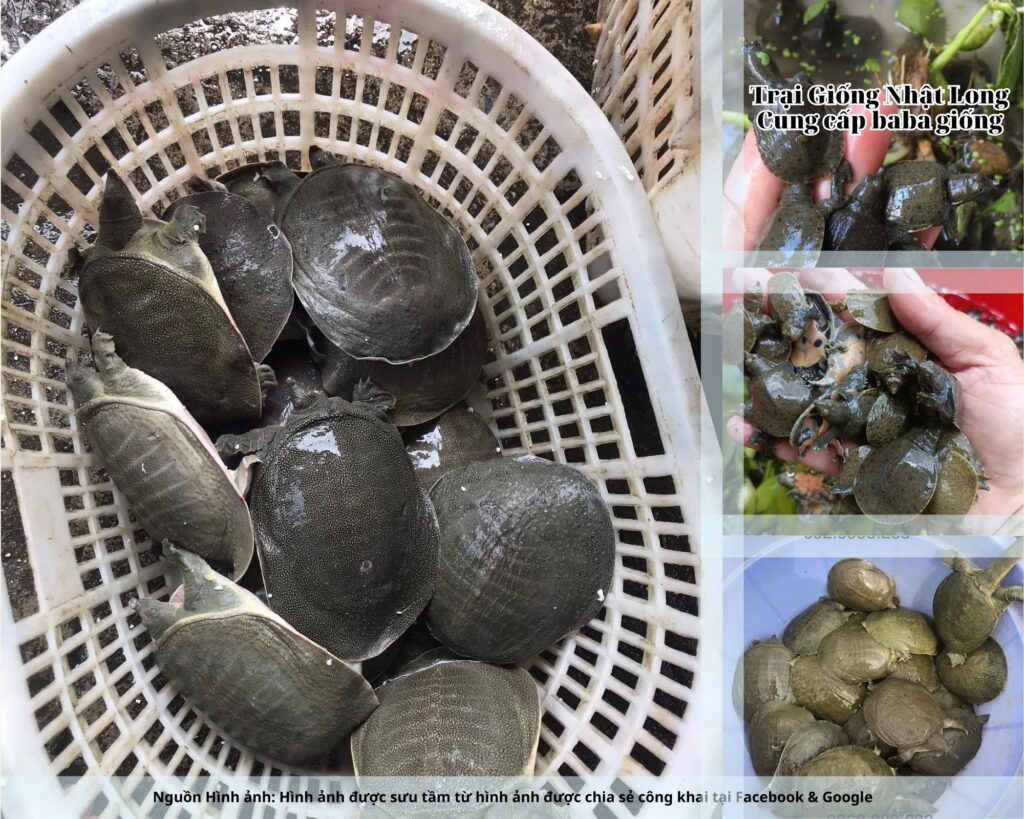 Nghề nuôi baba giống Thái Bình không chỉ giúp bà con tăng thu nhập, cải thiện đời sống mà còn góp phần phát triển ngành thủy sản bền vững của tỉnh