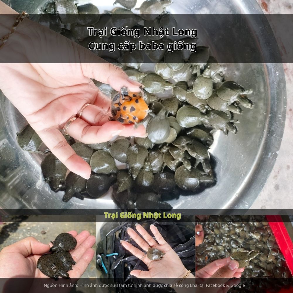 Nghề nuôi baba giống tại Bình Phước đã bắt đầu xuất hiện, đem lại nguồn thu nhập ổn định cho nhiều hộ dân