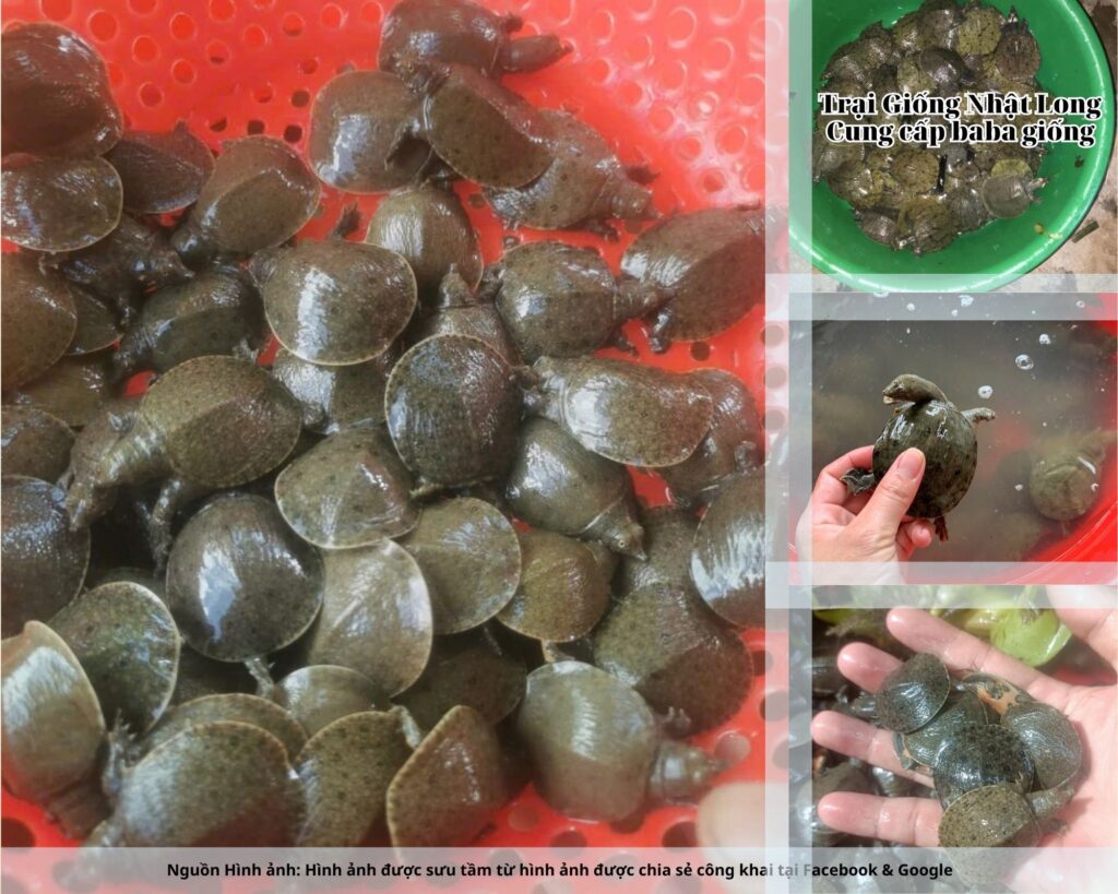 Tăng cường sức đề kháng bằng cách bổ sung vitamin, khoáng chất và theo dõi sức khỏe đàn nuôi.