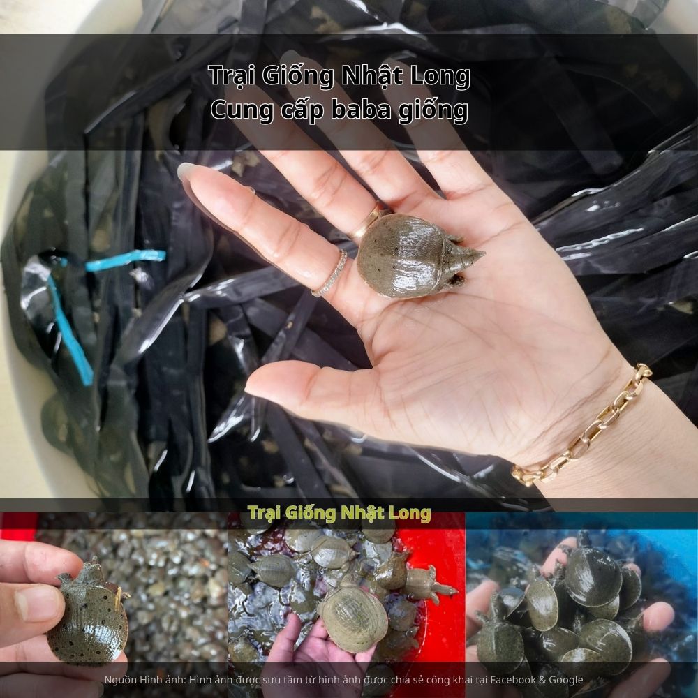 Baba giống Bình Phước sinh trưởng nhanh, ít bệnh, thích nghi tốt với điều kiện khí hậu nắng nóng, mang lại năng suất khả quan.