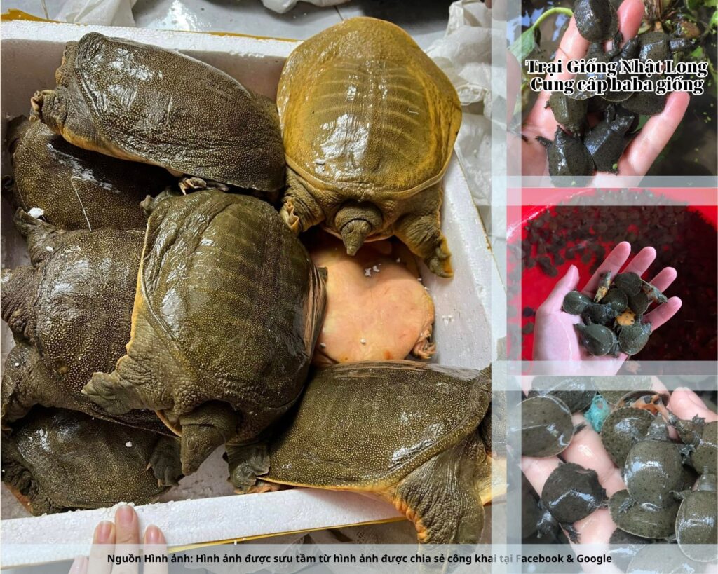 Trong số các địa chỉ được nhiều hộ dân Thái Bình tin tưởng, Trại Giống Nhật Long là cái tên nổi bật.