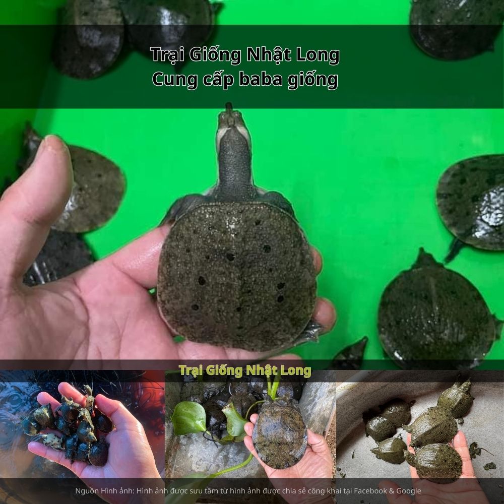 Sự đồng hành của các trại giống baba tại Bình Phước đã giúp bà con dễ dàng tiếp cận nguồn con giống chất lượng