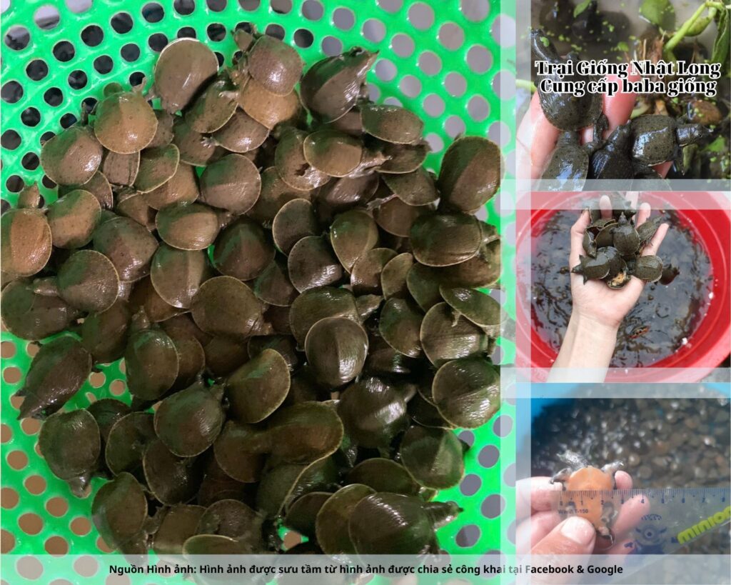 Baba giống Thái Bình có tỷ lệ sống cao, sức đề kháng tốt, tốc độ tăng trưởng nhanh và ít dịch bệnh