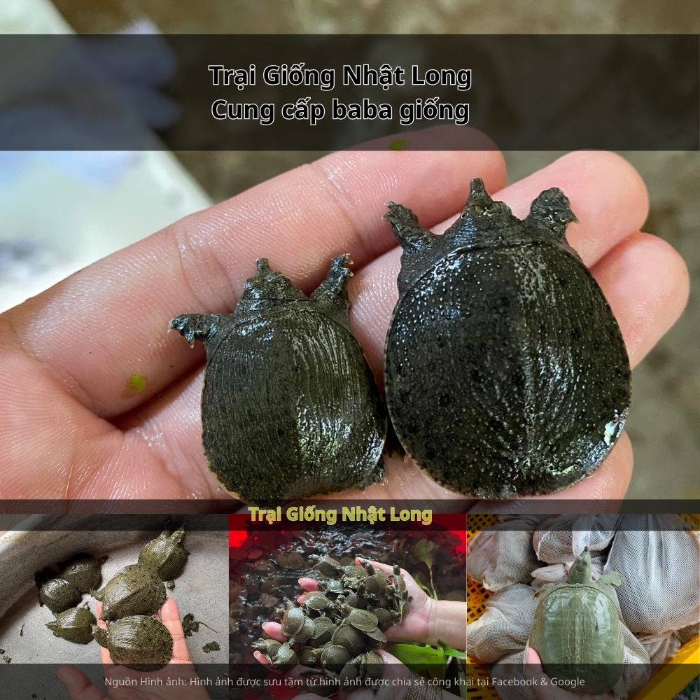 Giá bán baba thương phẩm hiện ổn định trong khoảng 250.000 – 400.000 đồng/kg